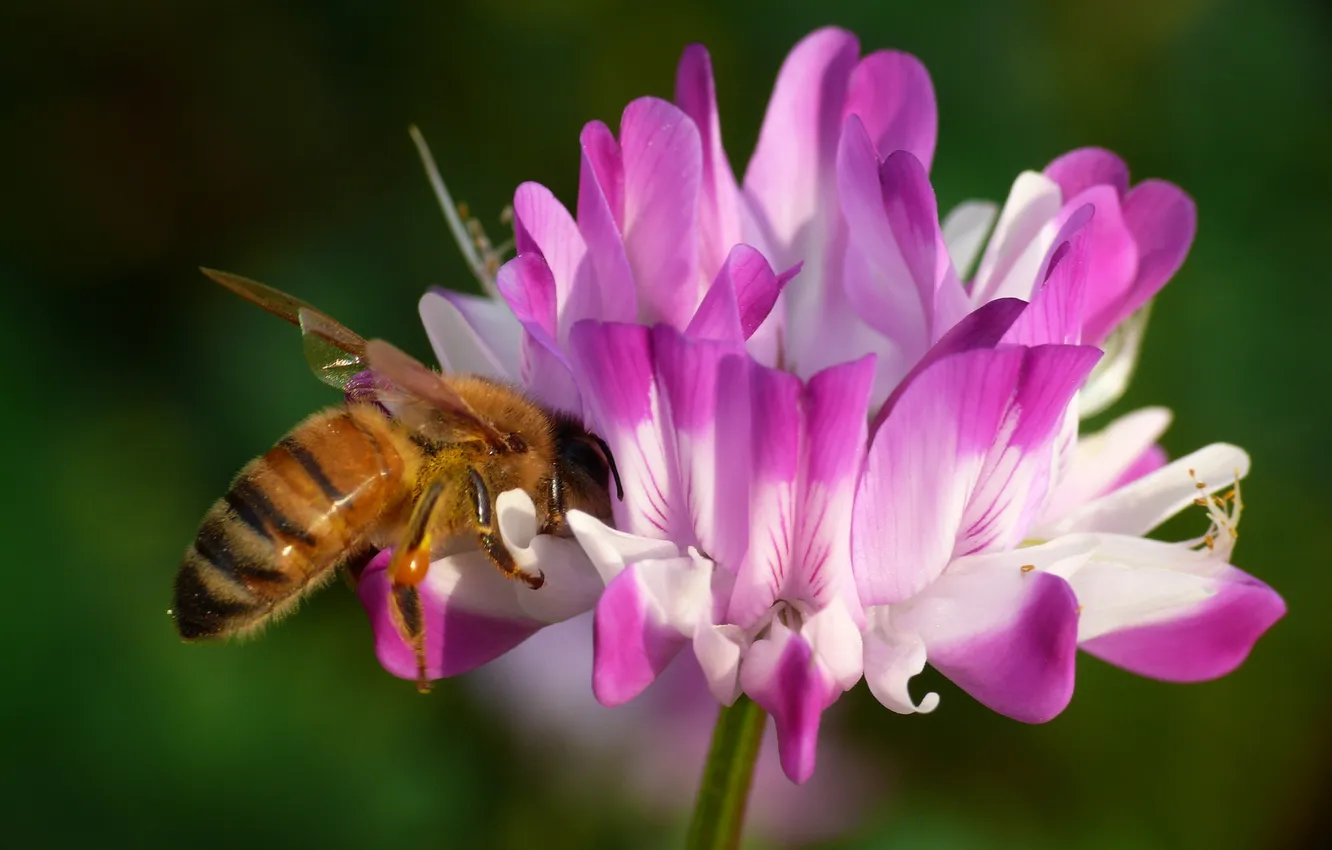Фото обои макро, цветы, пчела