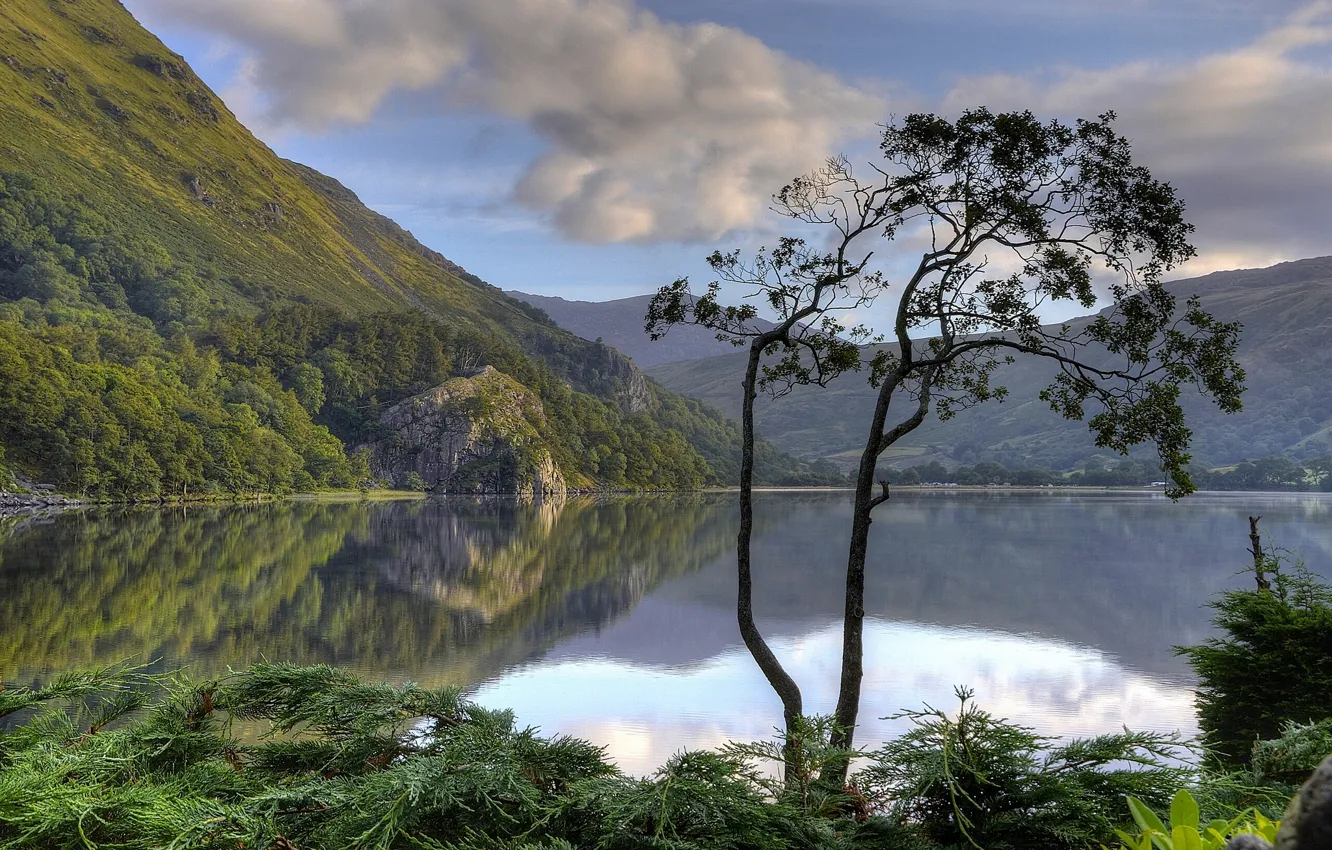 Фото обои горы, озеро, отражение, дерево, Англия, England, Уэльс, Wales