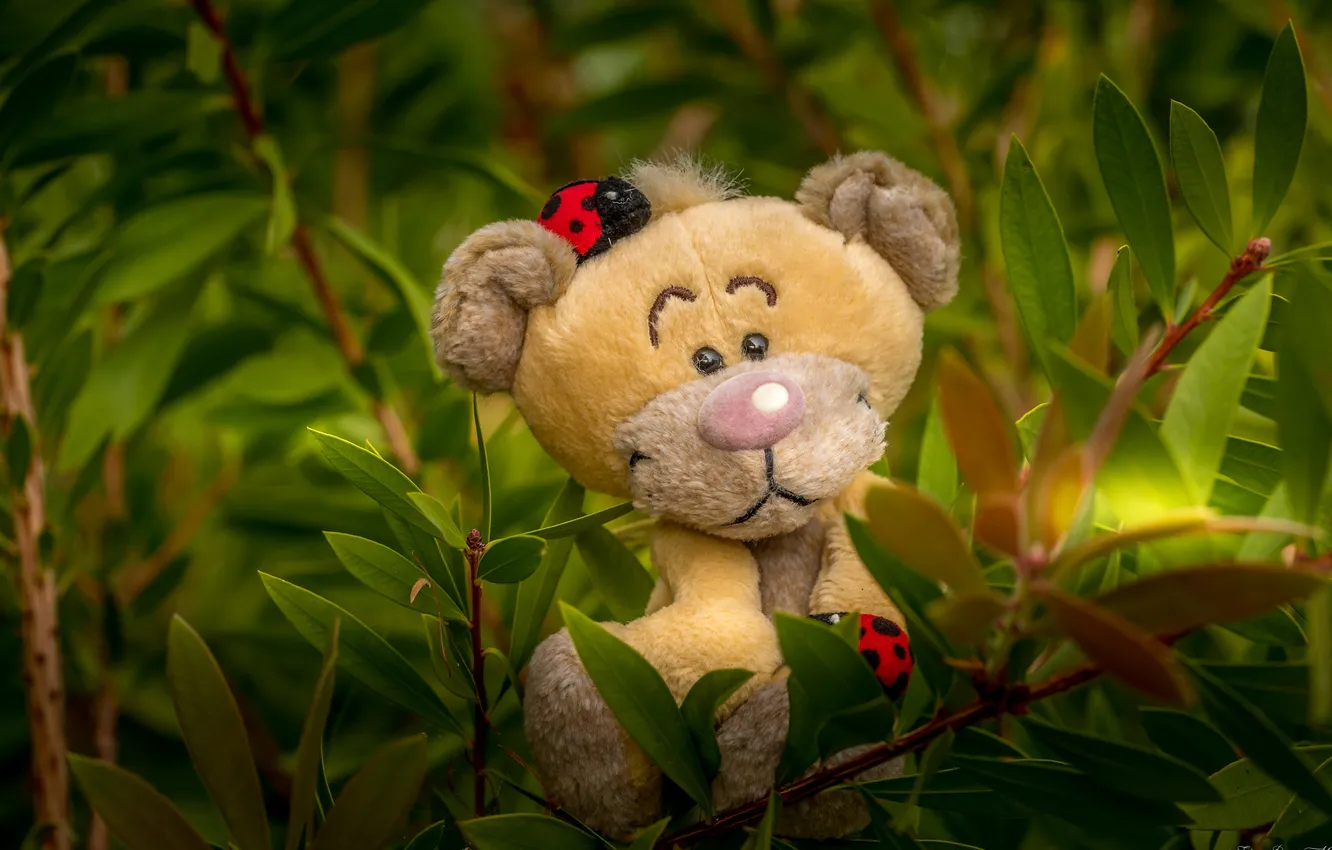 Фото обои листья, игрушка, божья коровка, львёнок