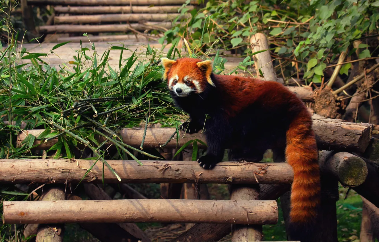 Фото обои панда, firefox, красная, zoo
