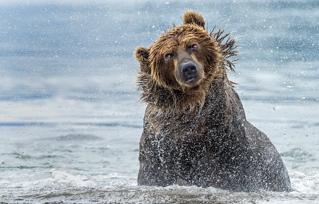 Фото обои вода, брызги, река, медведь