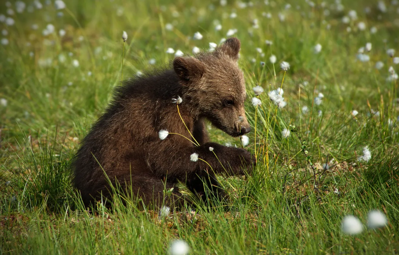 Фото обои лето, трава, морда, поза, малыш, медведь, медвежонок, сидит