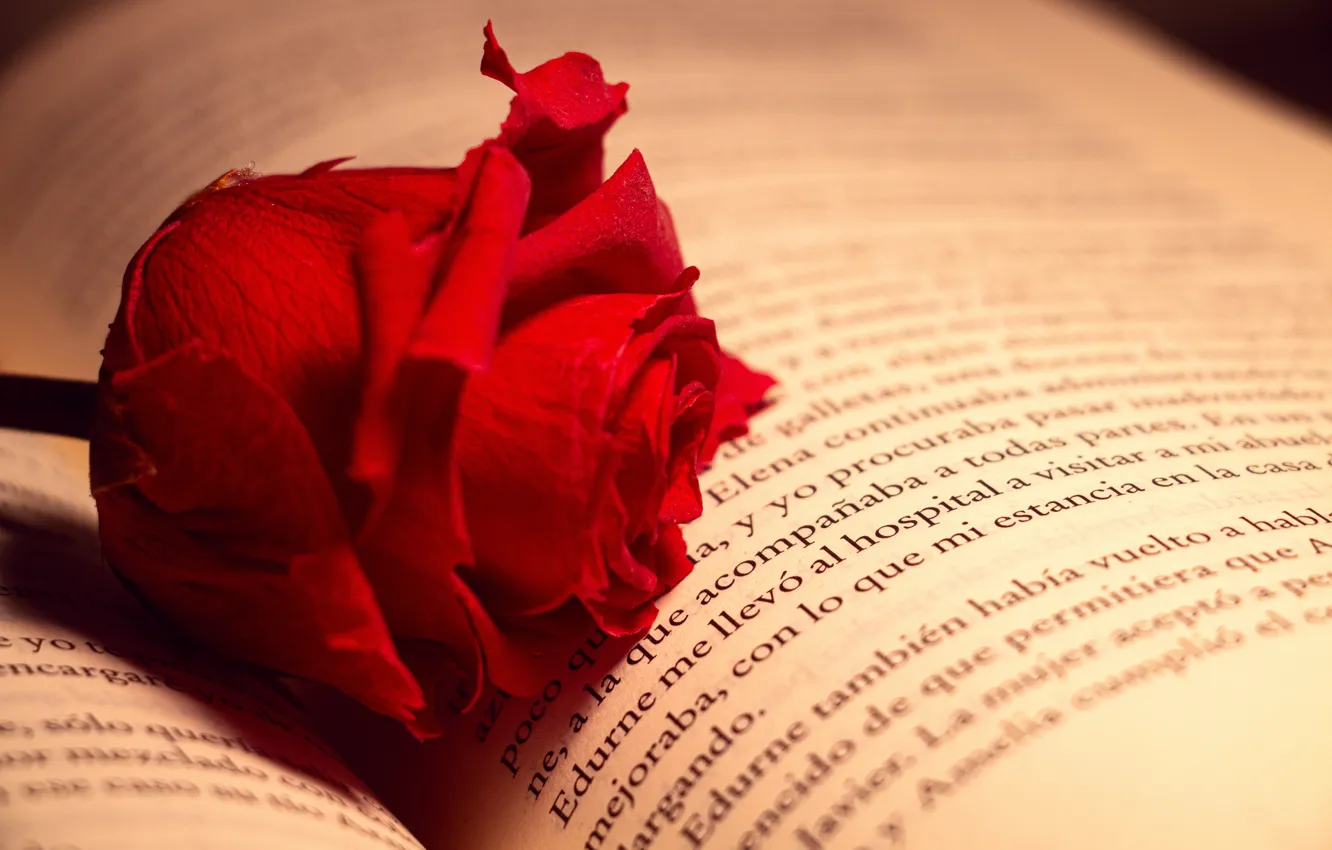 Фото обои роза, книга, красная