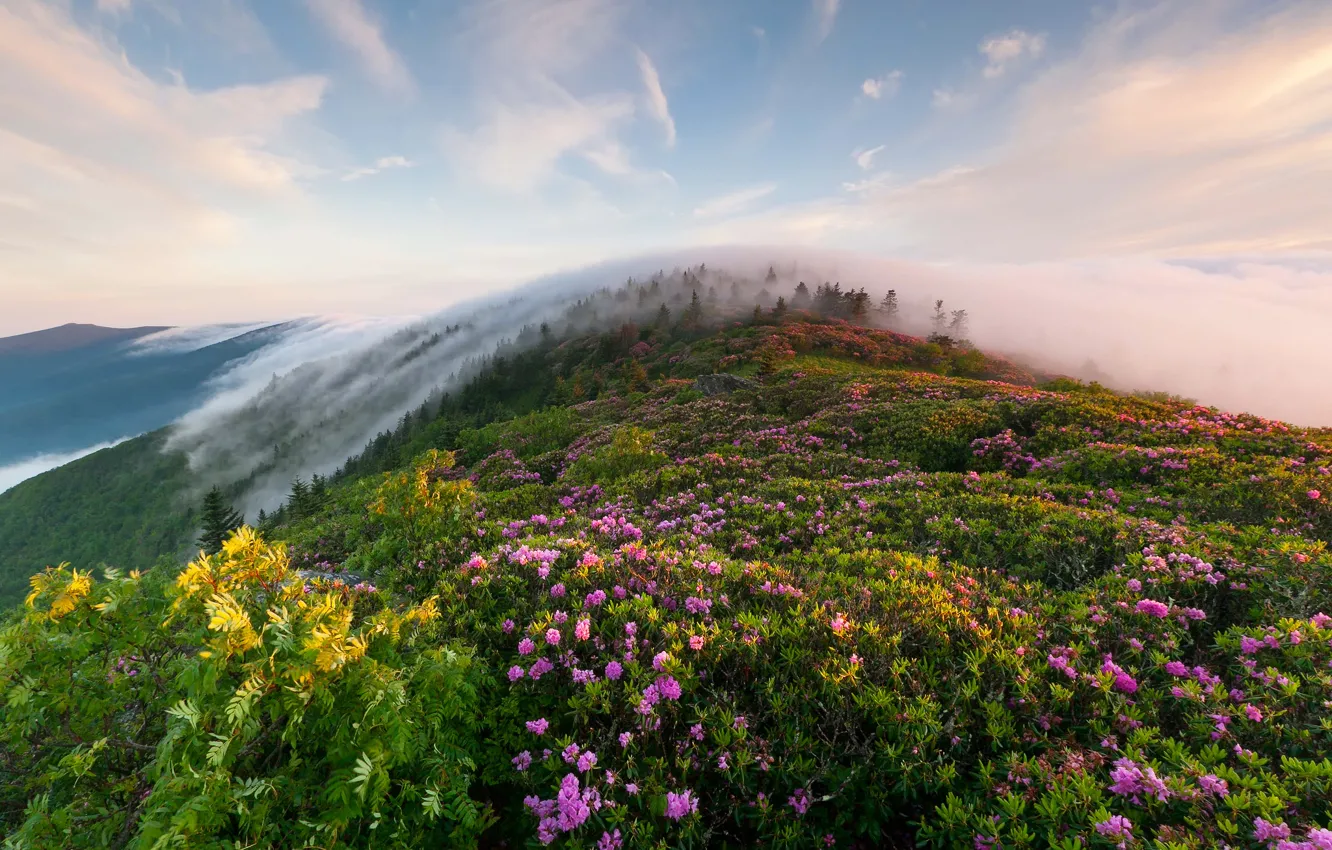 Фото обои трава, цветы, горы, туман, утро