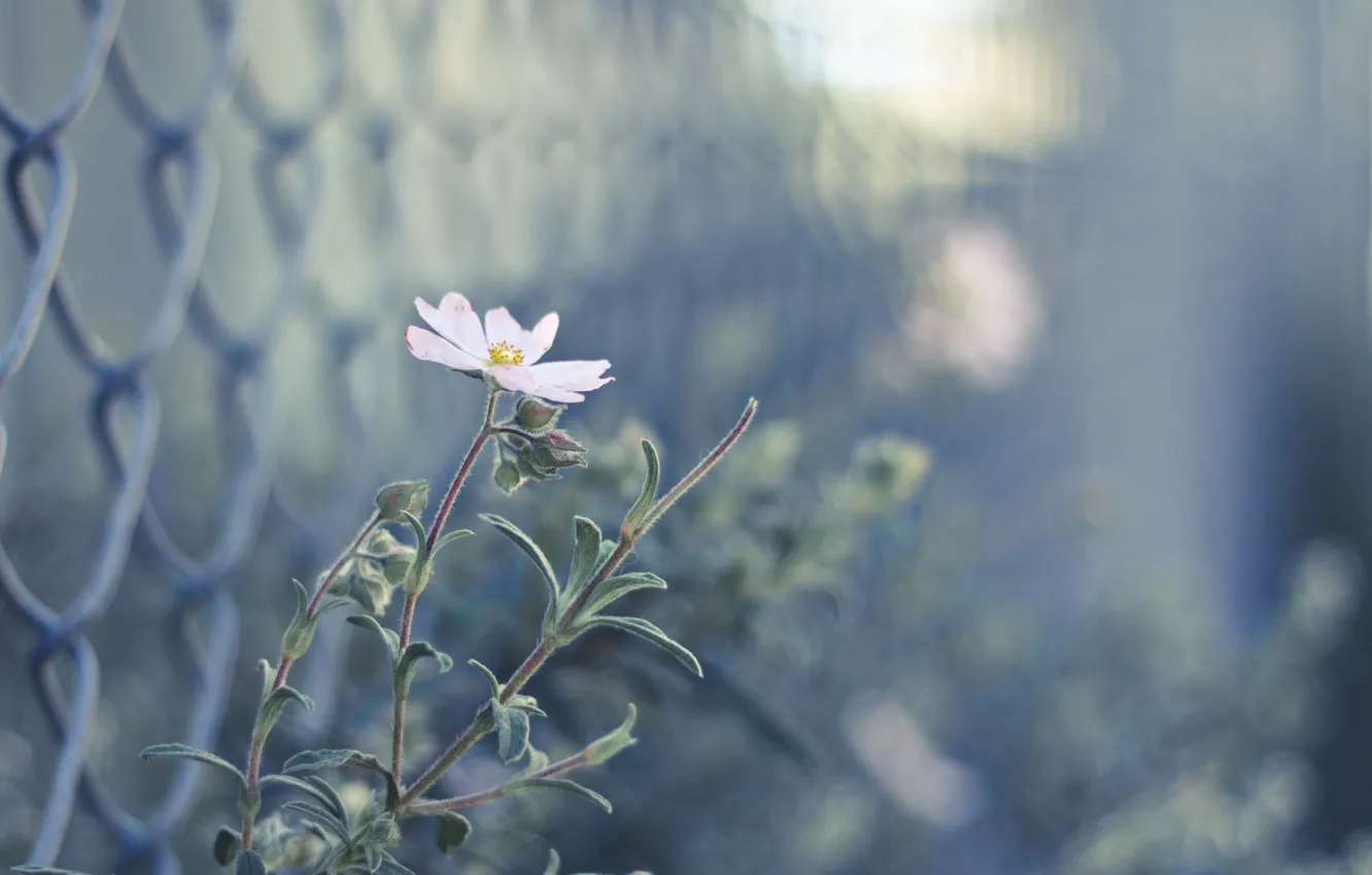 Фото обои цветок, розовый, забор, размытость, бутоны