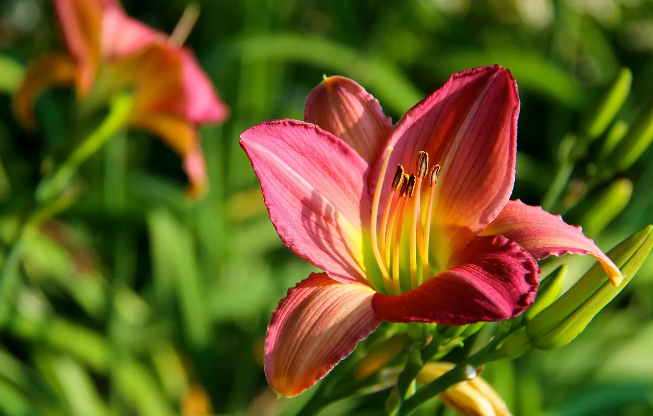 Фото обои макро, лилии, лепестки