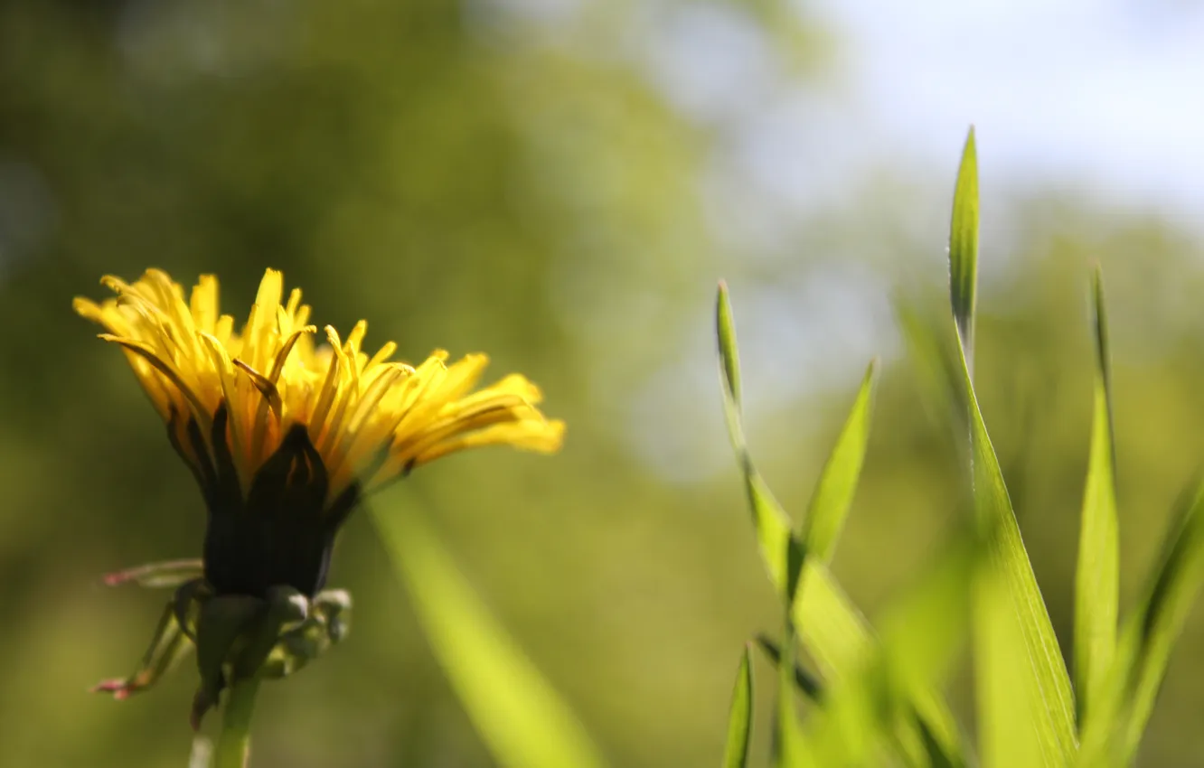 Фото обои трава, жёлтый, одуванчик, размытый фон