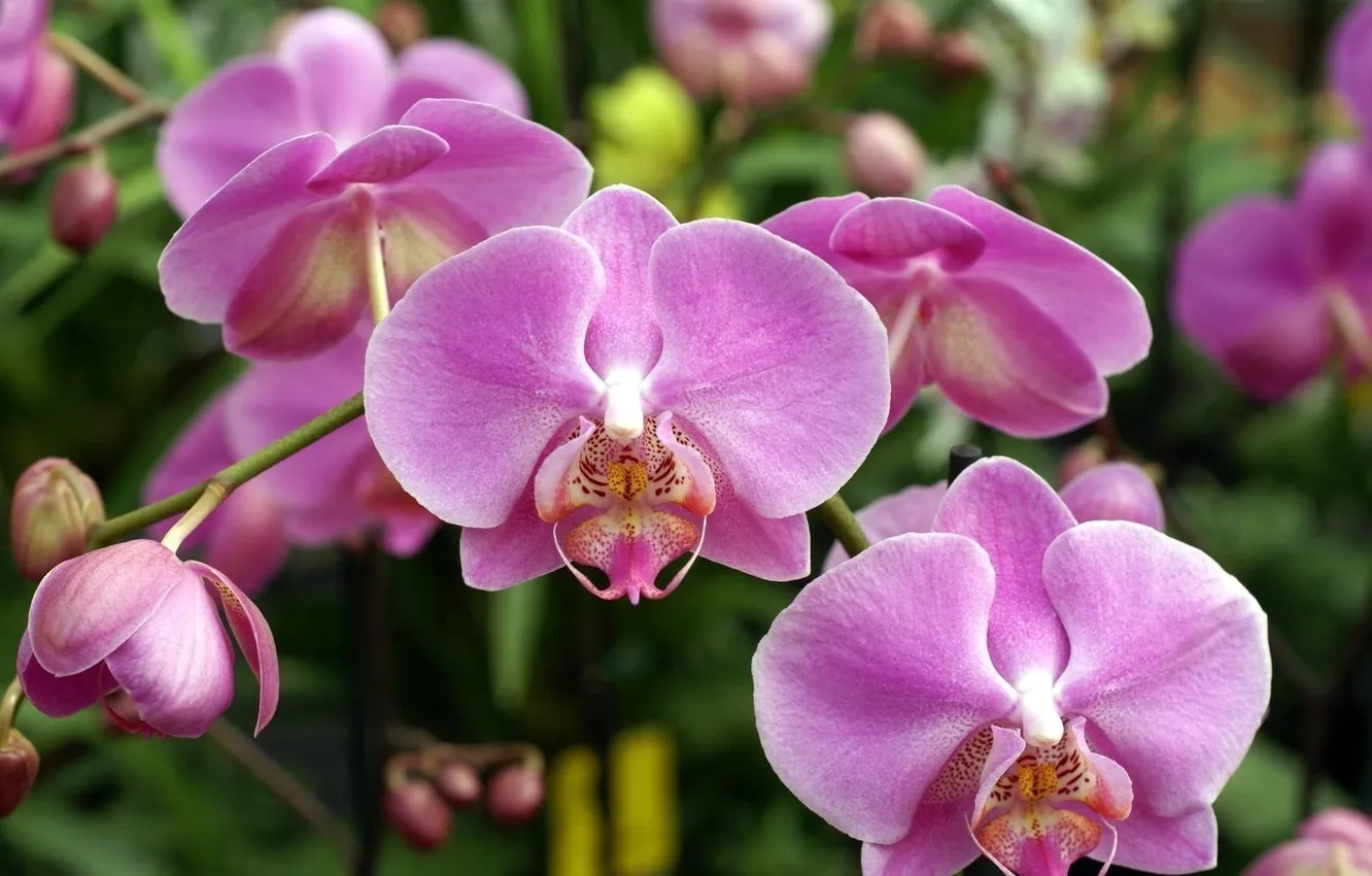 Фото обои розовая, Орхидея, нежная