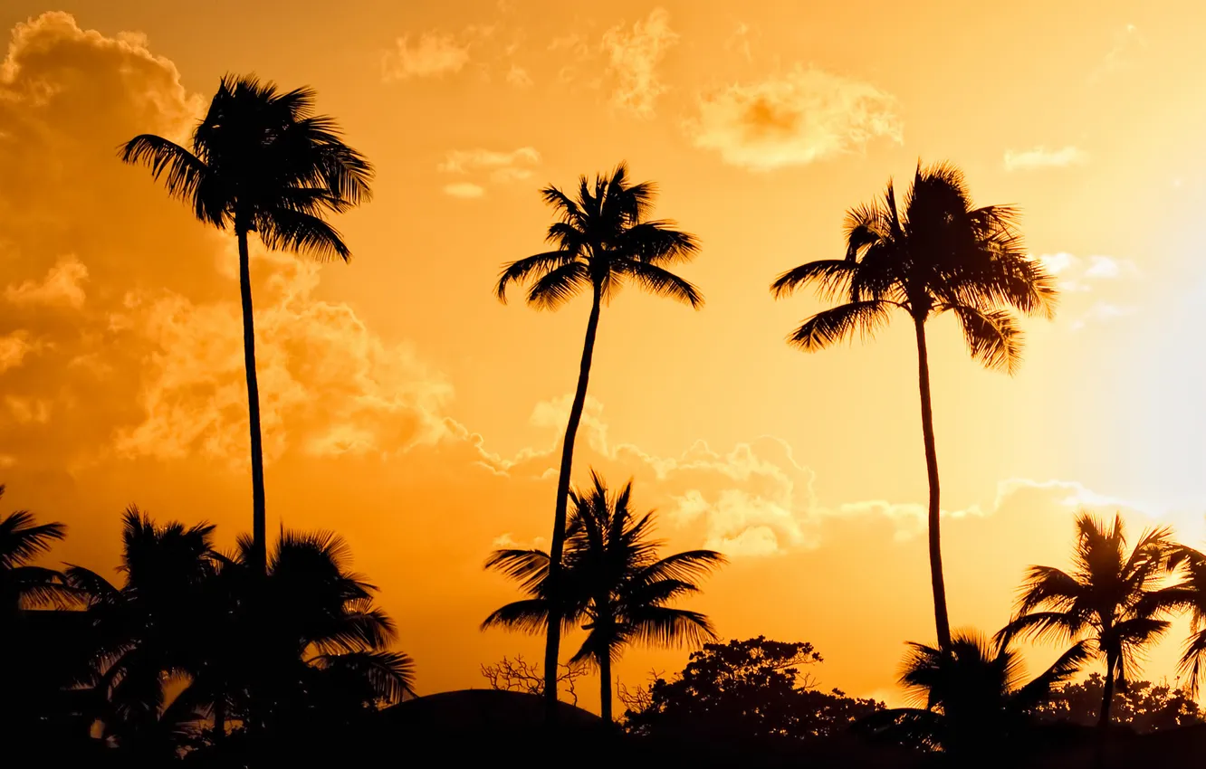 Фото обои свет, закат, оранжевый, желтый, пальмы, вечер, пуэрто рико, sunset