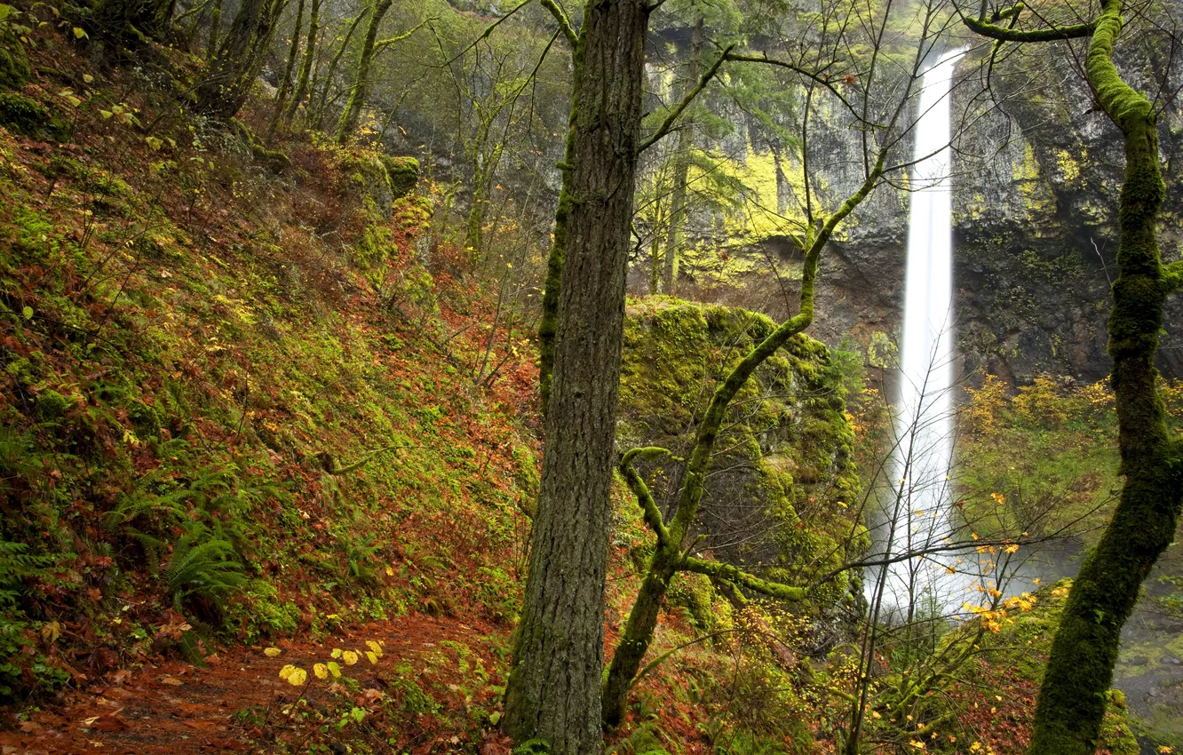 Фото обои осень, листья, деревья, скала, водопад, мох, США, Oregon