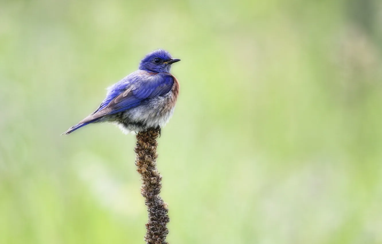 Фото обои природа, птица, Western Bluebird