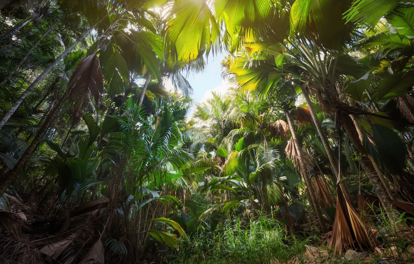 Фото обои деревья, пальмы, джунгли