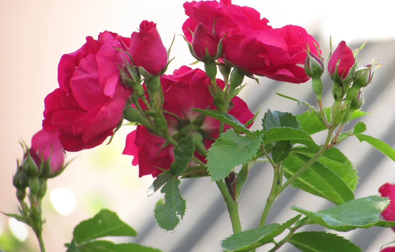 Фото обои pink, flowers, garden, roses, pinkflower