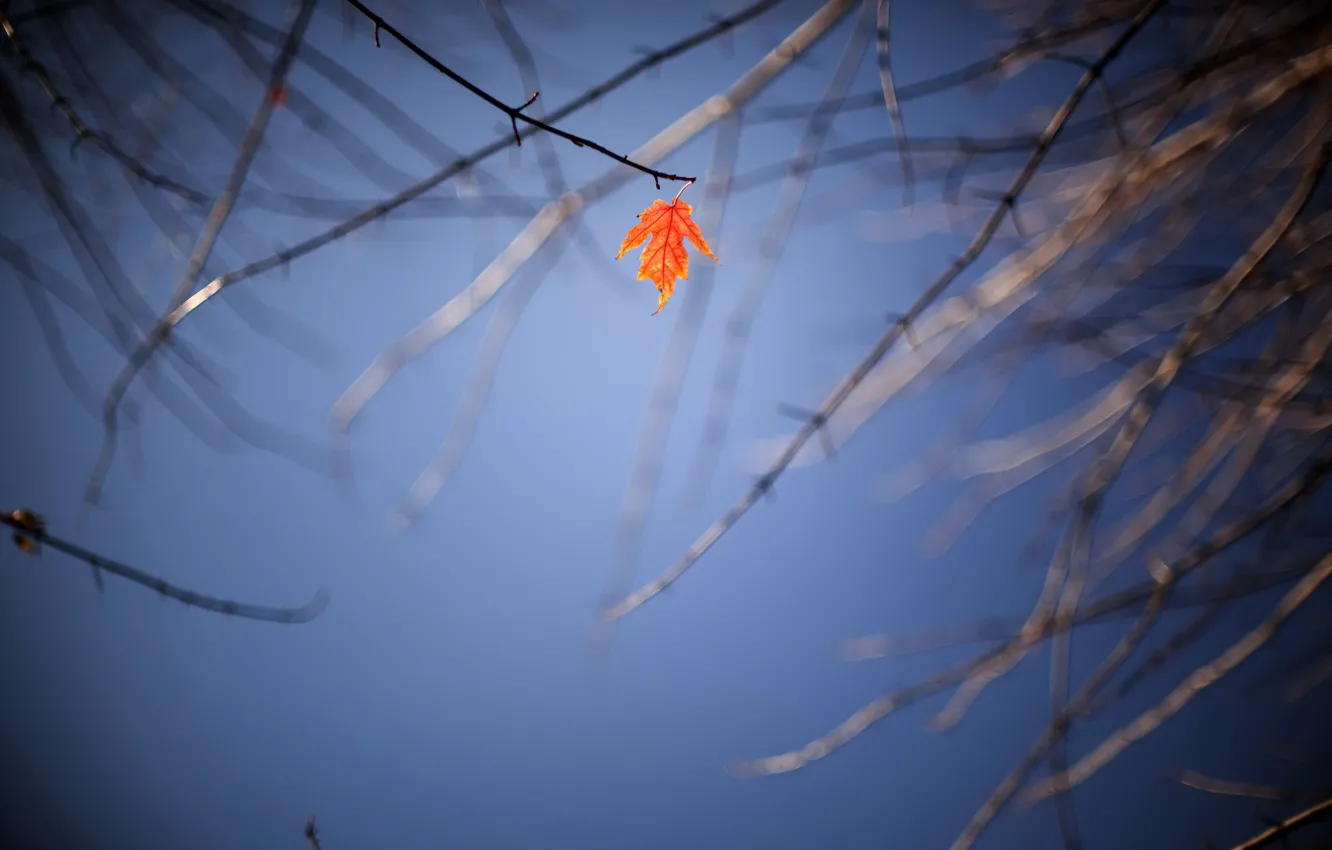 Фото обои осень, небо, лист