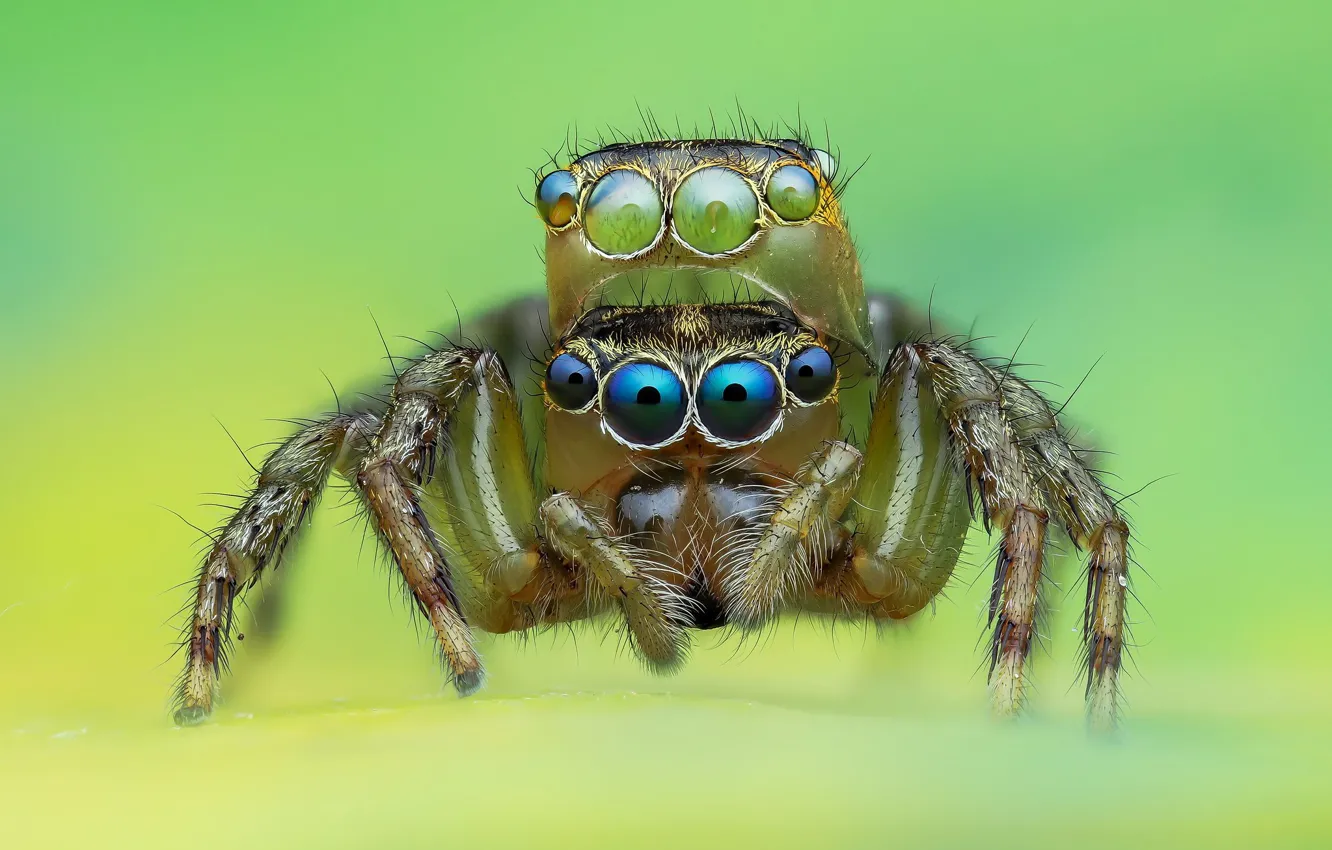 Фото обои глаза, макро, фон, пауки, паук, прыгун, джампер, паучок