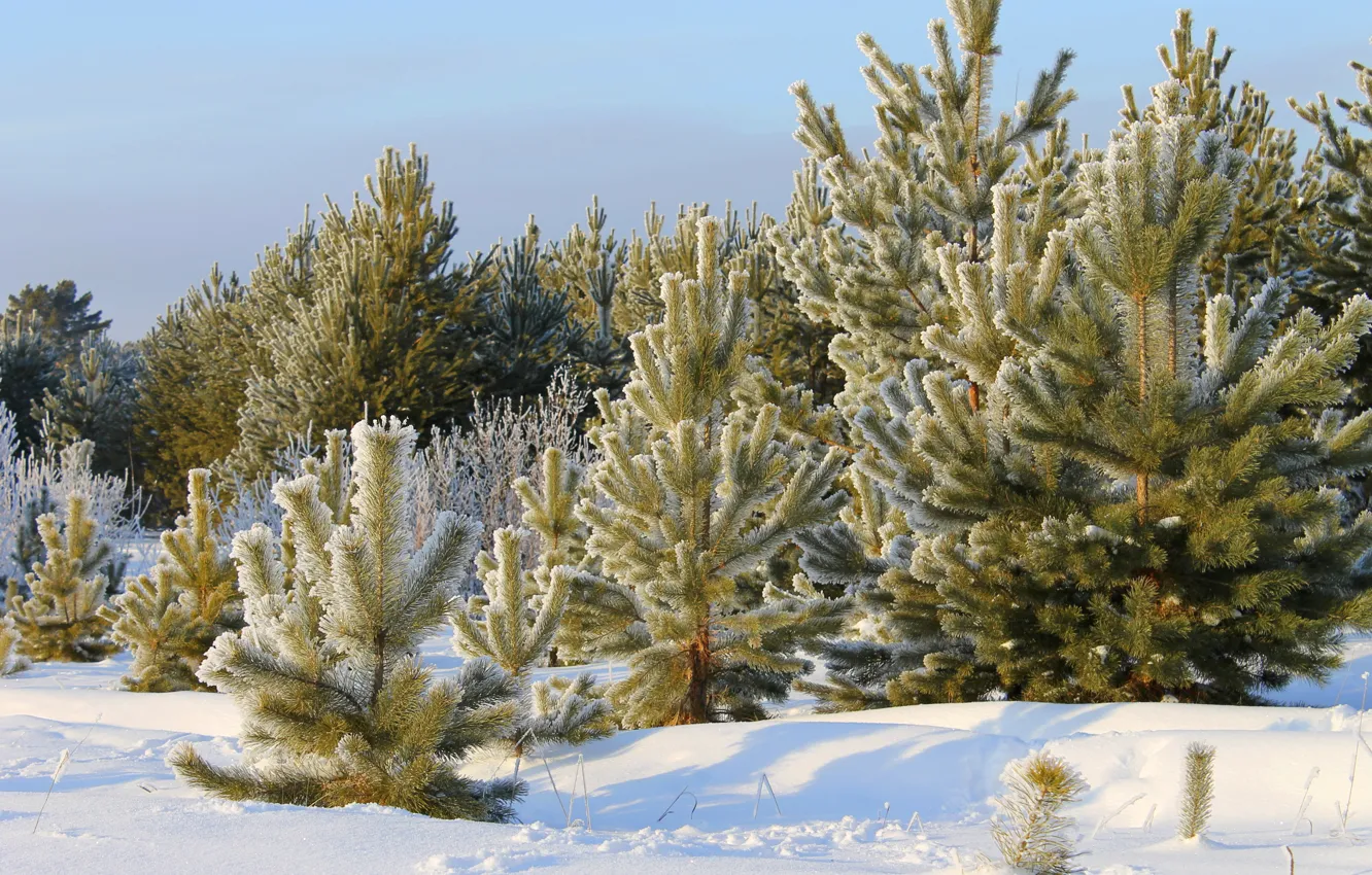 Фото обои зима, лес, небо, снег, деревья, сосна
