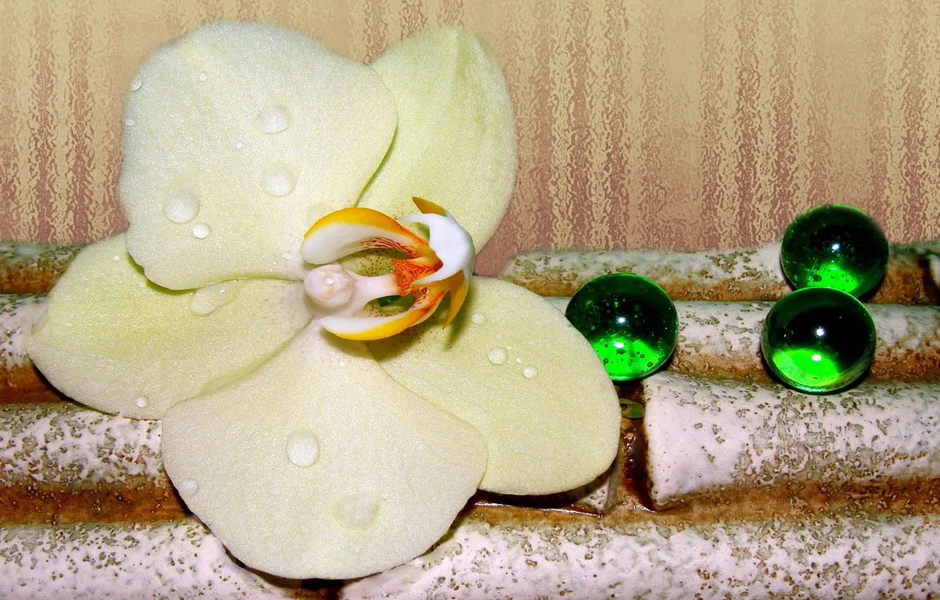 Фото обои красота в простом, орхидея.белая, цветы белые