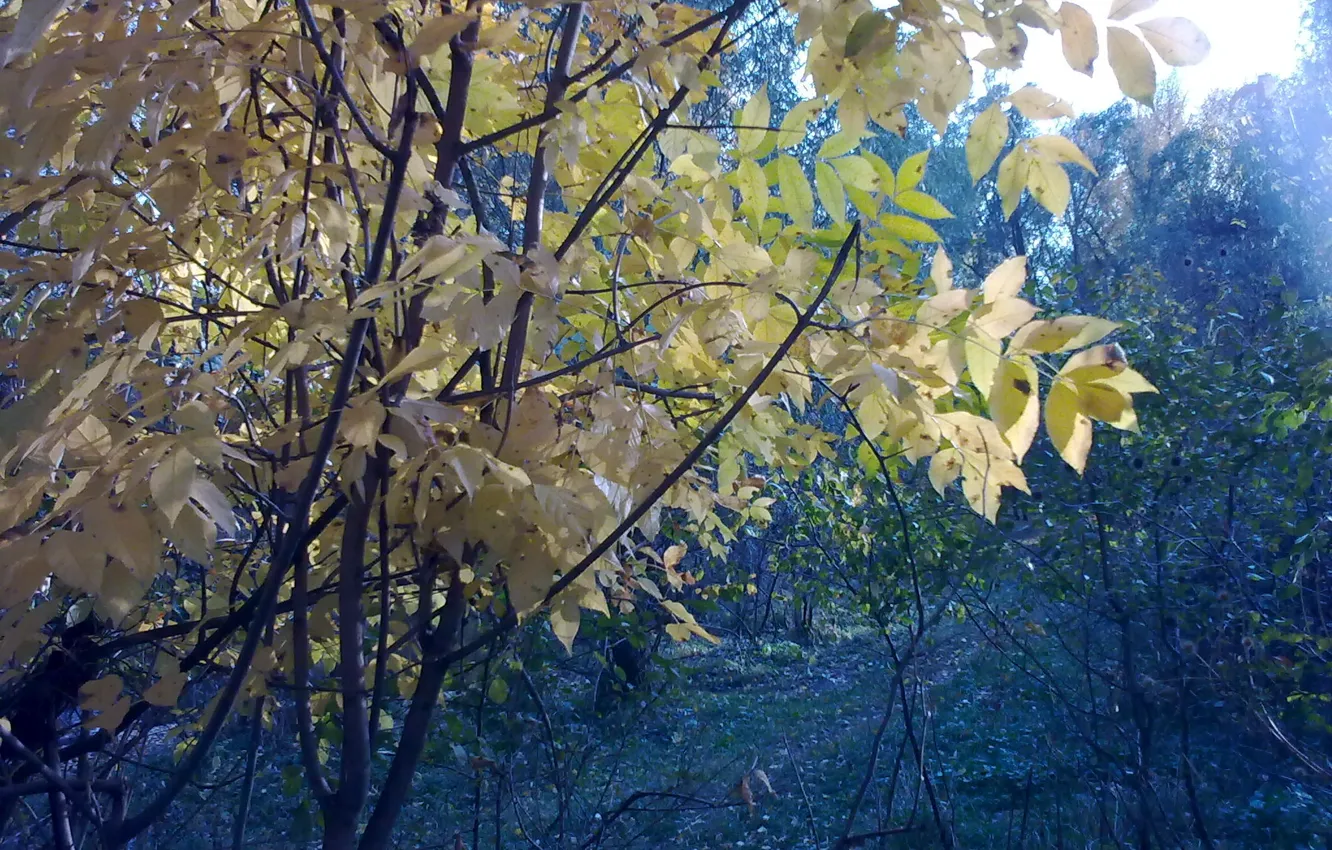 Фото обои осень, лес, деревья, кусты