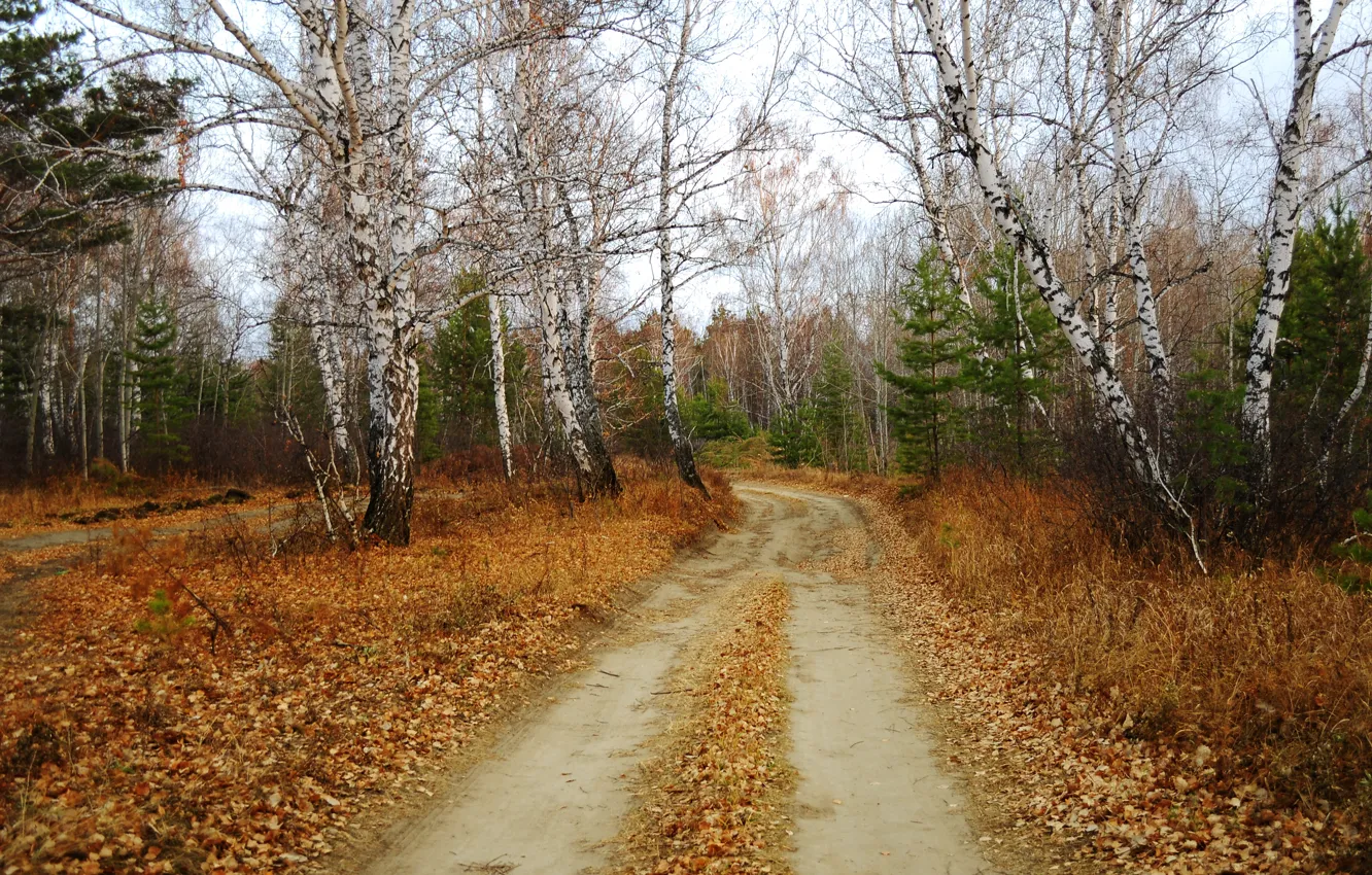 Фото обои Осень, Fall, Листва, Дорожка, Autumn, Leaves, Path