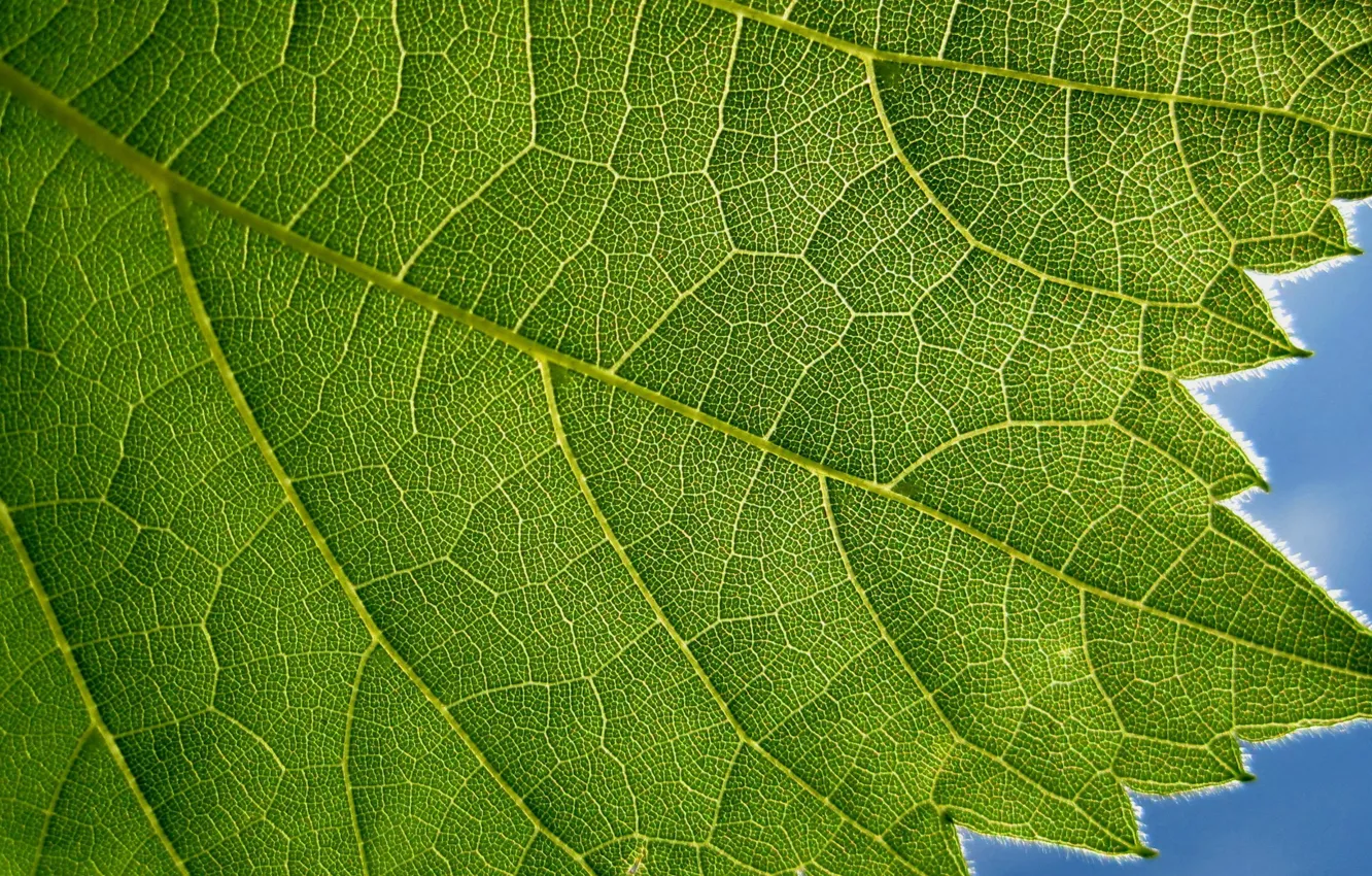 Фото обои green, blue, leaf, plant