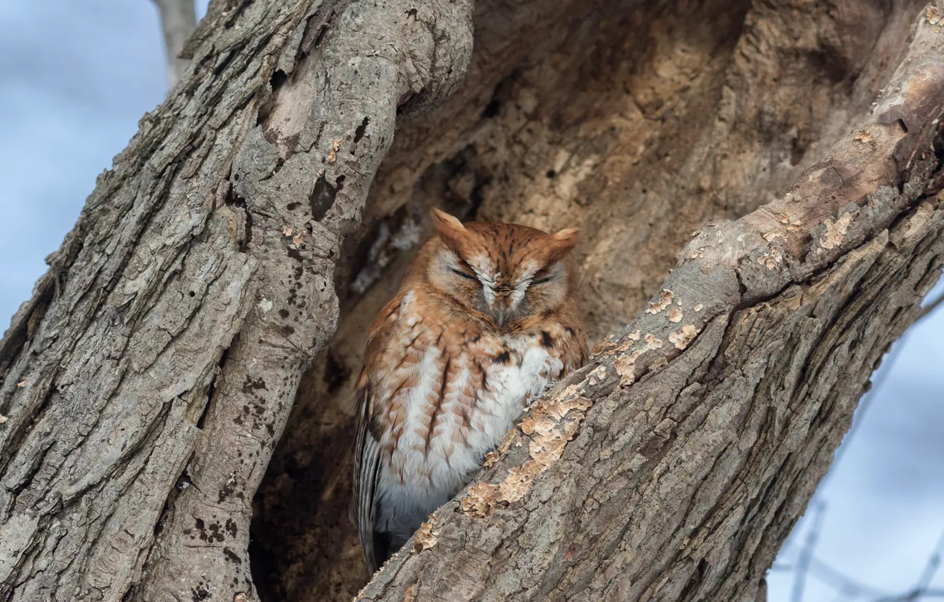 Фото обои деревья, сова, птица, дупло
