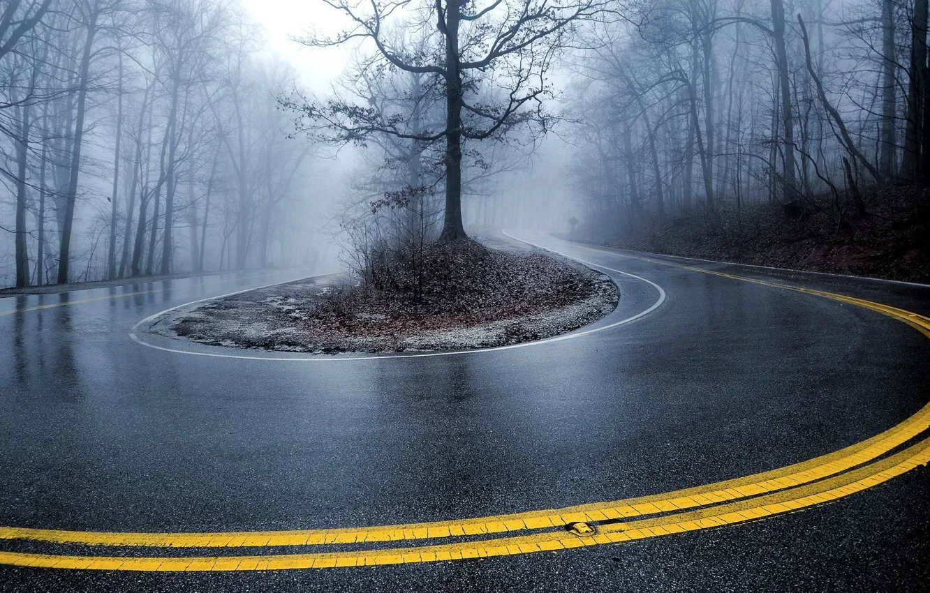 Фото обои trees, nature, fog, Road, curve