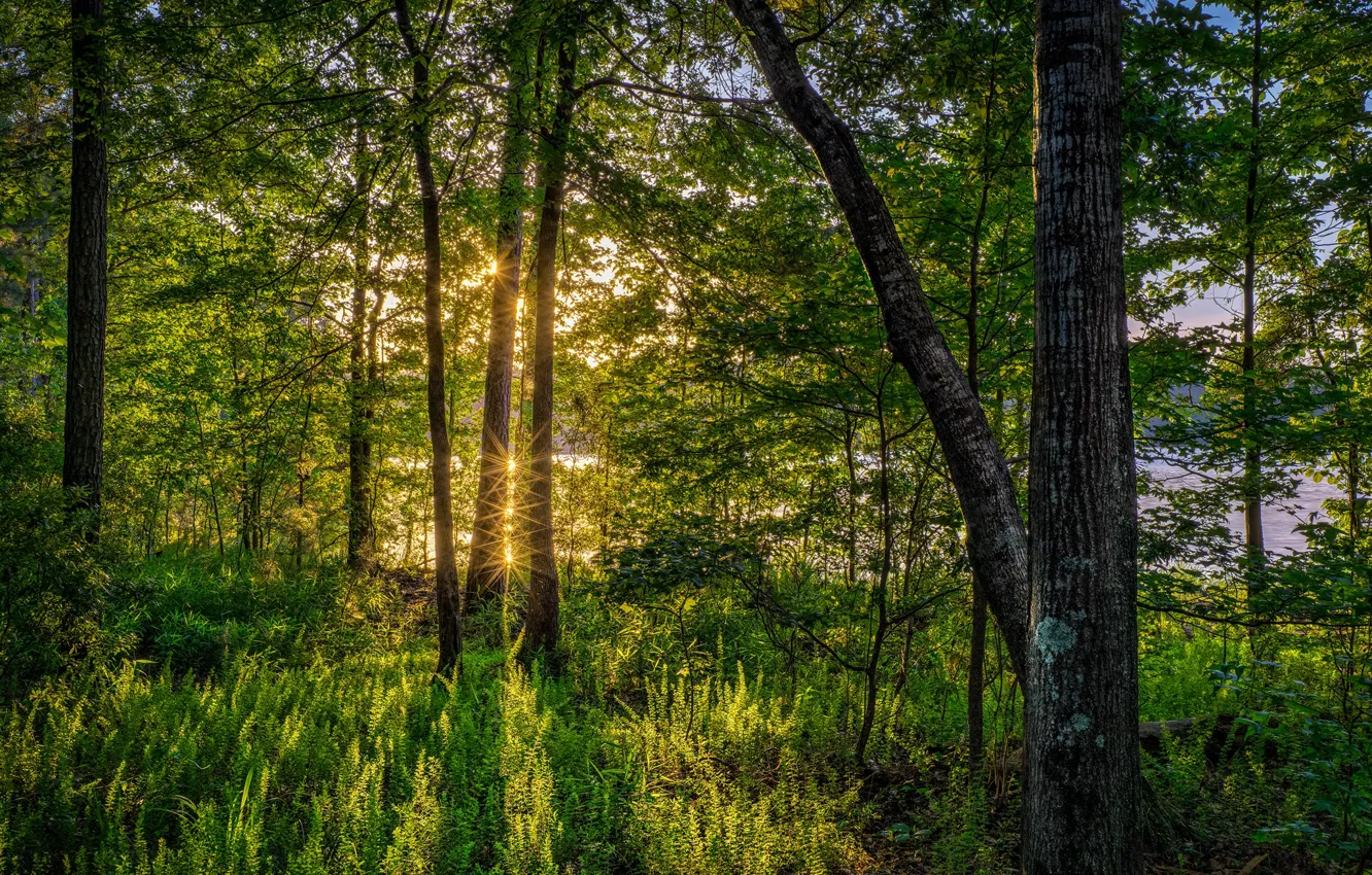 Фото обои зелень, лес, лето, трава, солнце, деревья, река, Флорида