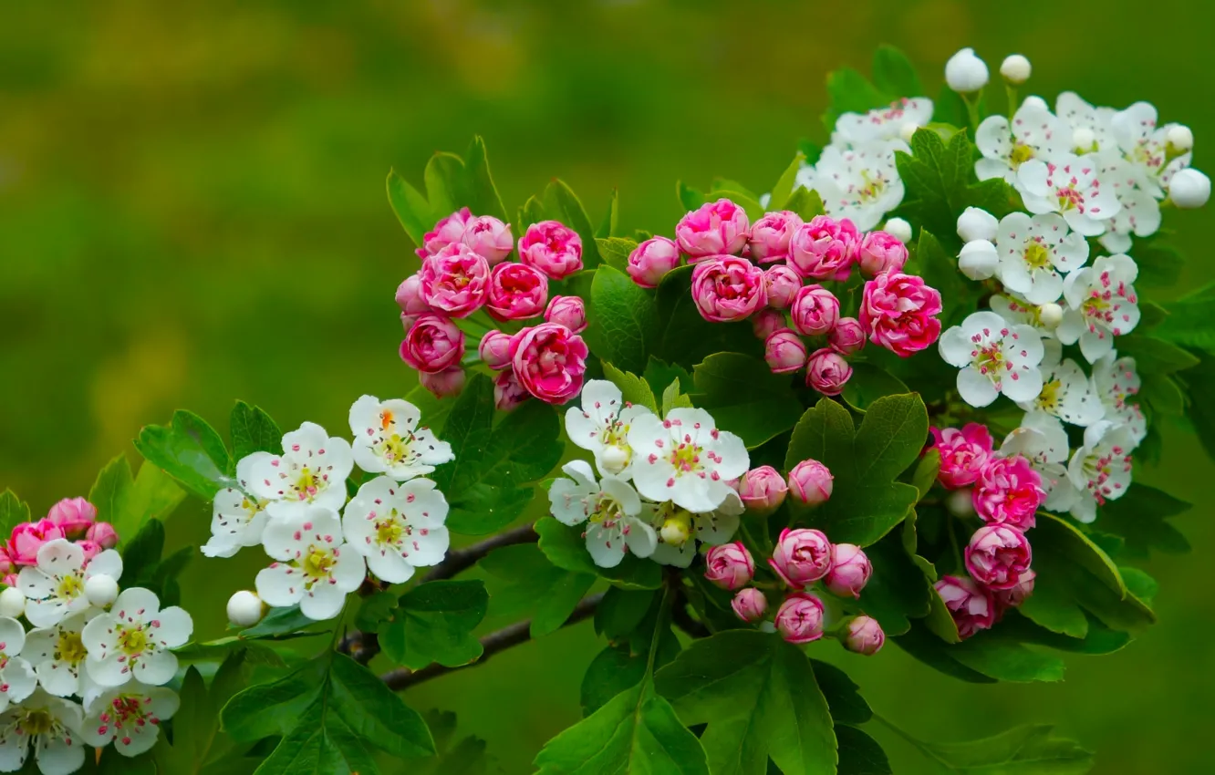 Фото обои flower, color, spring, blooming