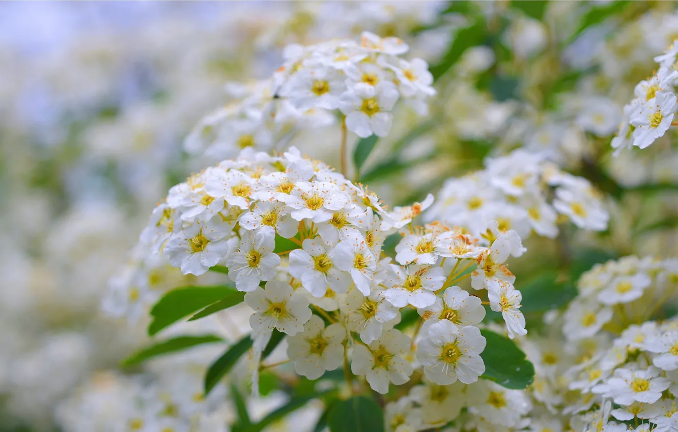 Фото обои Весна, Spring, Цветение, Flowering