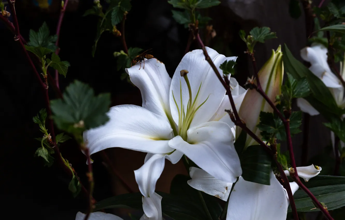 Фото обои ветки, темный фон, оса, лилия, сад, белая