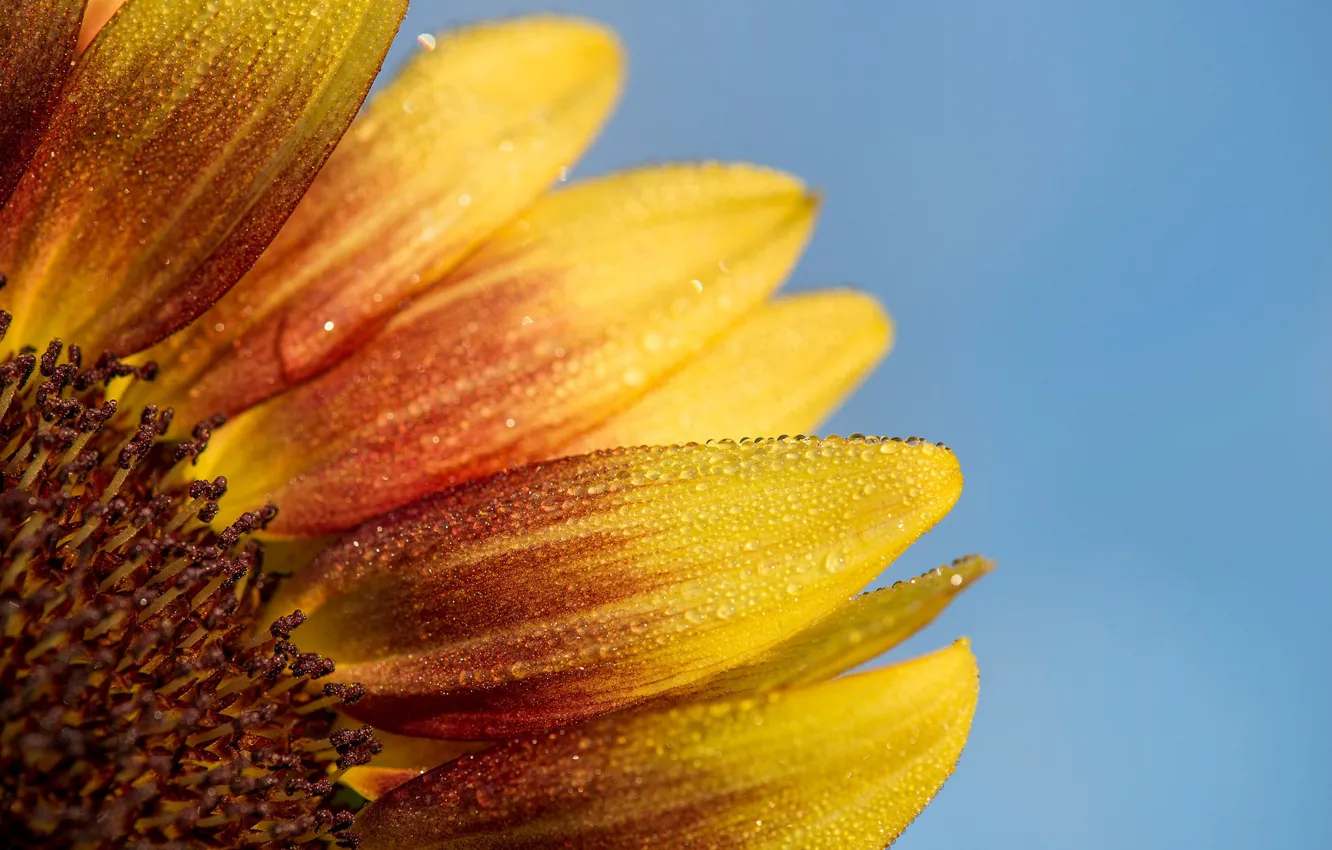 Фото обои sky, drops, petals, sunflower