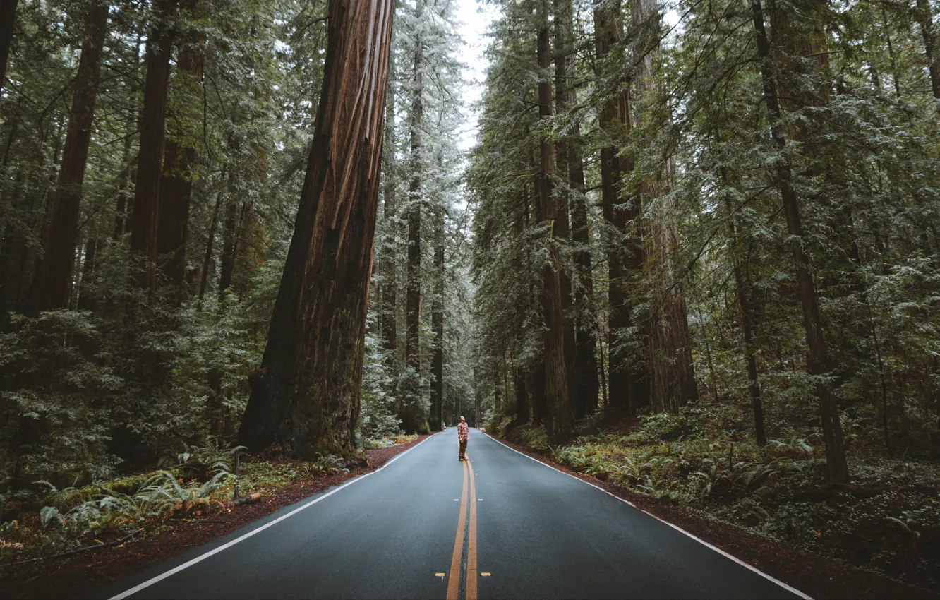 Фото обои USA, forest, road, trees, nature, California, landscapes, street
