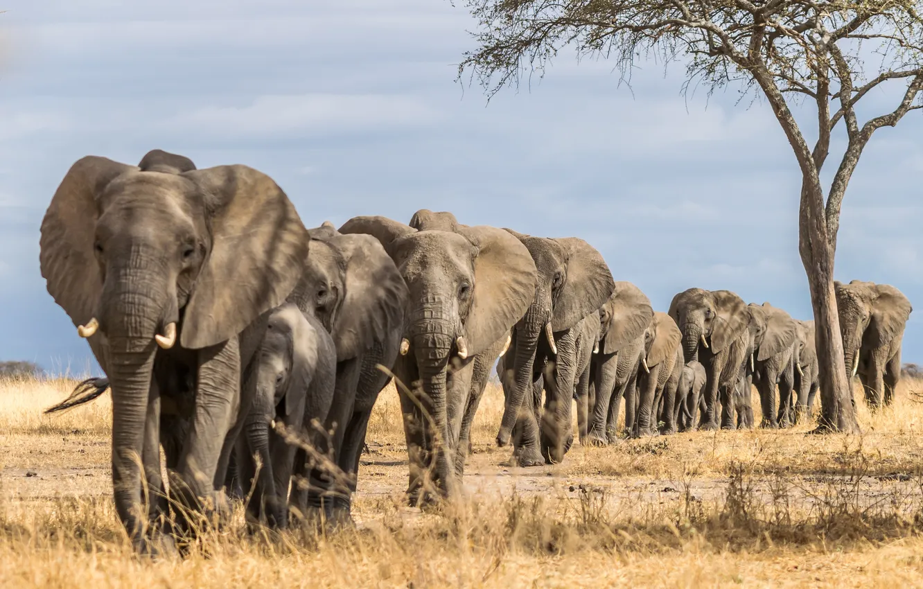 Фото обои animals, elephants, africa, elephant, herd