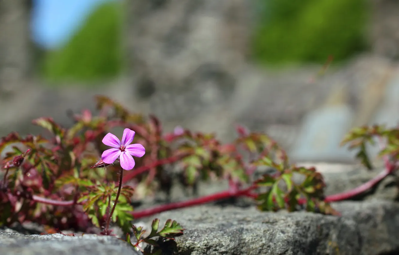 Фото обои цветок, листья, макро, розовый, камень, лиана, побеги