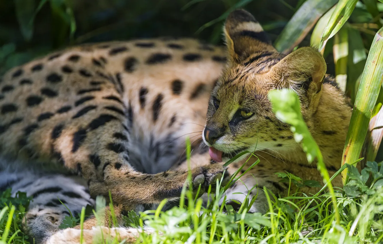 Фото обои язык, кошка, трава, солнце, тень, умывание, сервал, ©Tambako The Jaguar