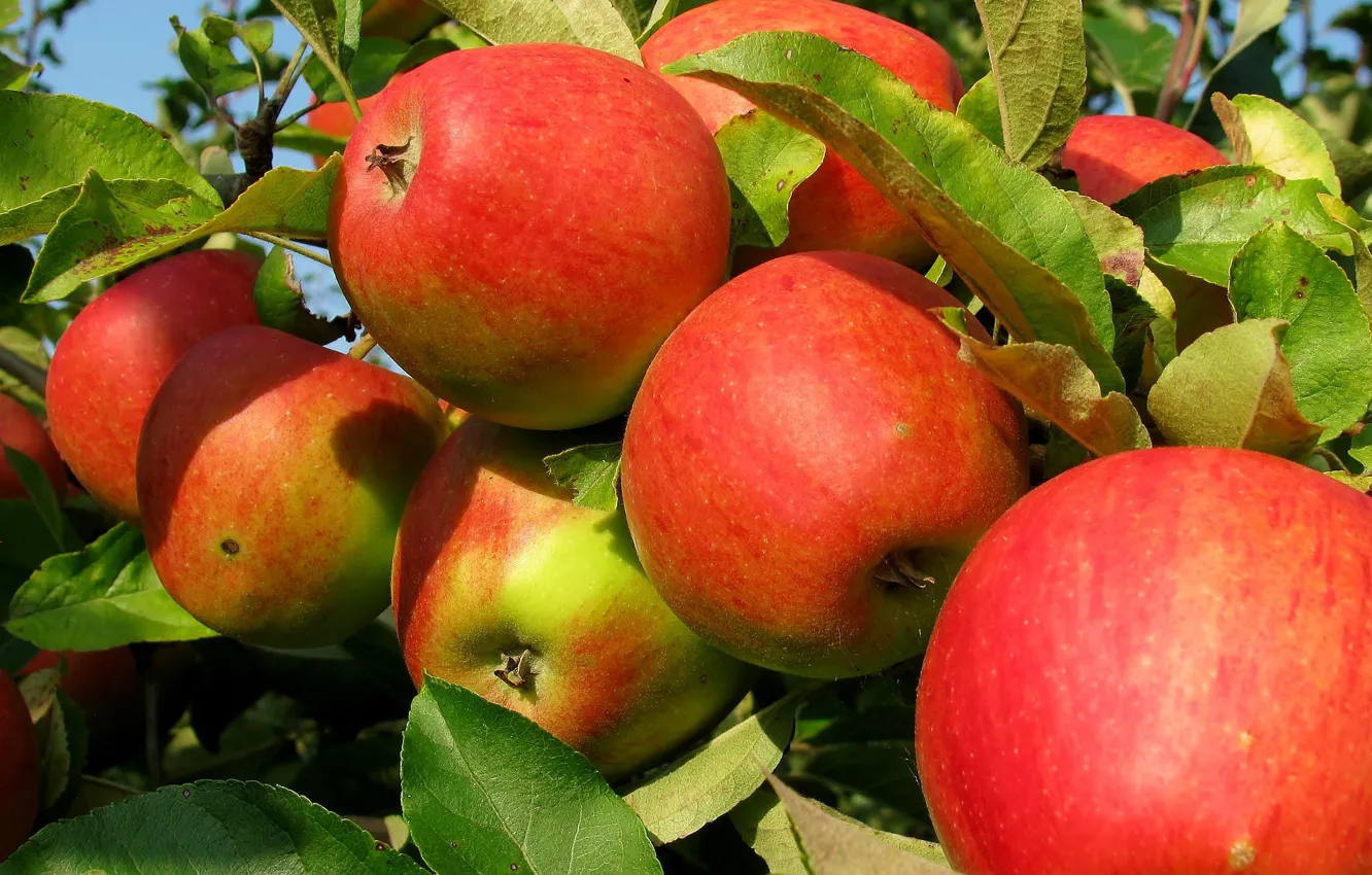 Фото обои природа, яблоки, Дерево, плоды