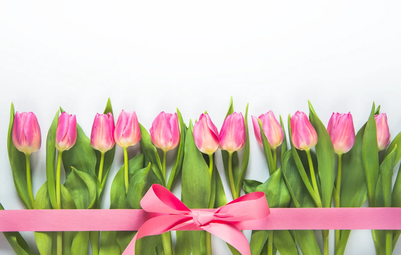 Фото обои цветы, фон, лента, тюльпаны, розовые, Diliana Nikolova