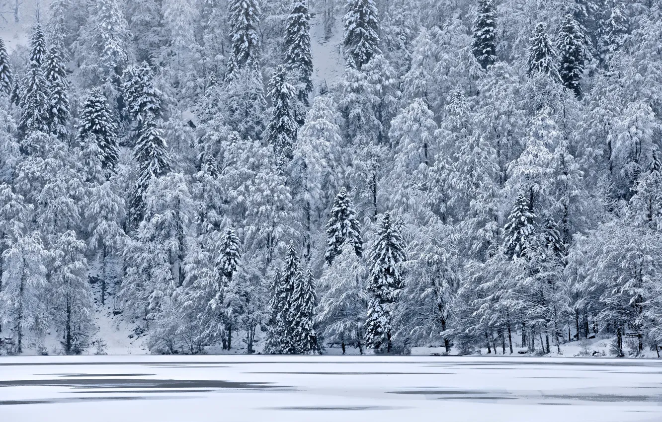 Фото обои лед, зима, снег, деревья, озеро, елки, гора, склон