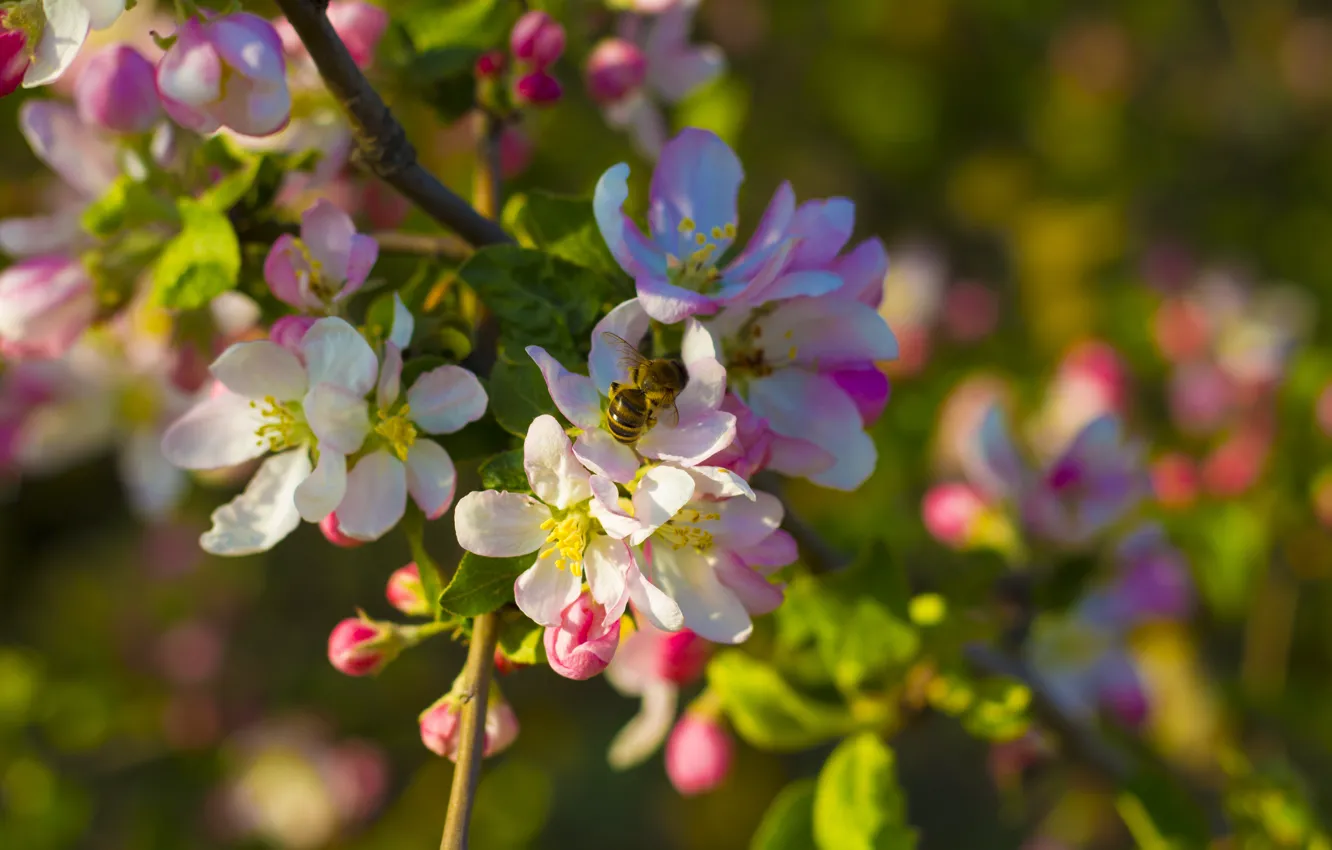 Фото обои лето, цветы, пчела