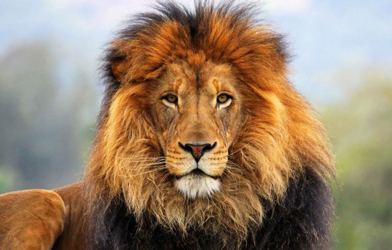 Фото обои africa, wildlife, big cat, male lion
