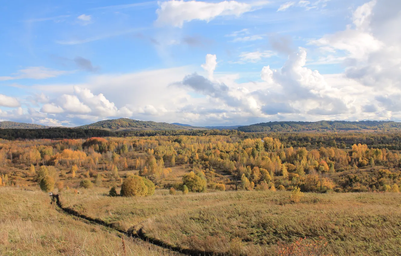 Фото обои осень, небо, деревья, оранжевый, природа, золото, Россия, родина