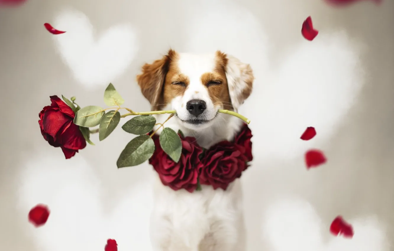 Фото обои цветы, розы, собака, лепестки, поздравление, День Святого Валентина