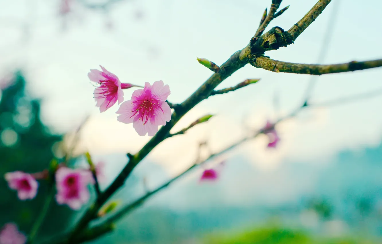 Фото обои flower, sakura, bokeh, spring