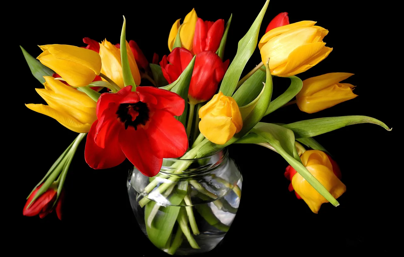 Фото обои цветы, весна, желтые, тюльпаны, красные, ваза, черный фон, бутоны