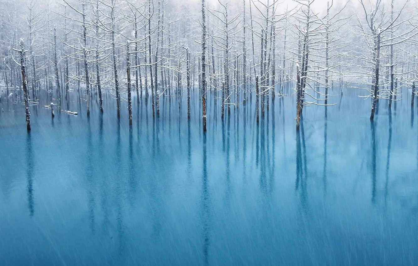 Фото обои зима, снег, отражение, стволы деревьев, талая вода