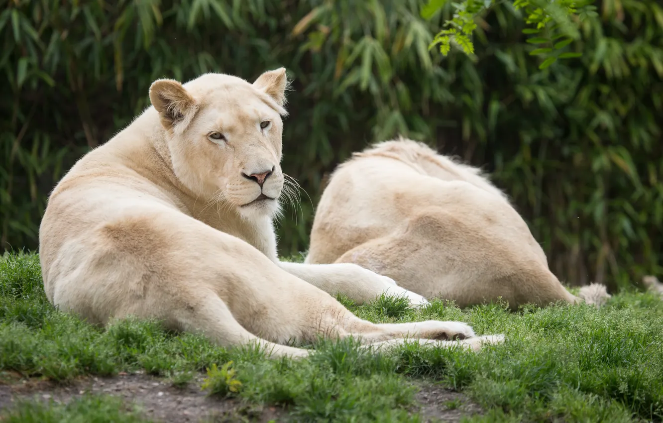 Фото обои трава, кошки, отдых, львица, белые львы
