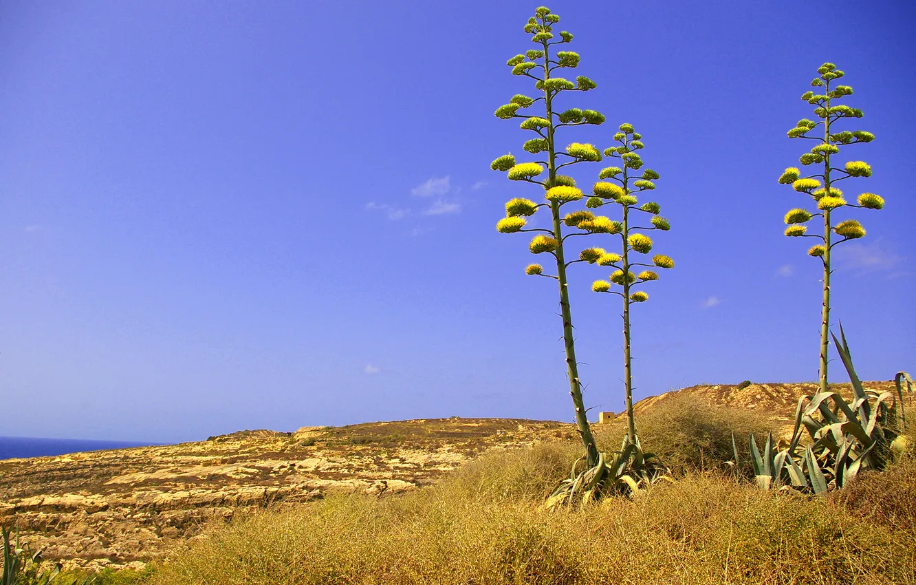 Фото обои цветок, небо, трава, скалы, растение, Мальта, Двейра