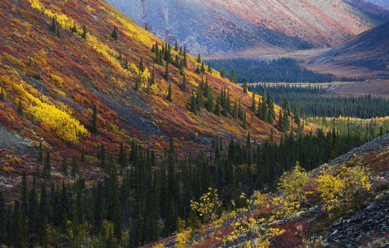 Фото обои осень, лес, холмы