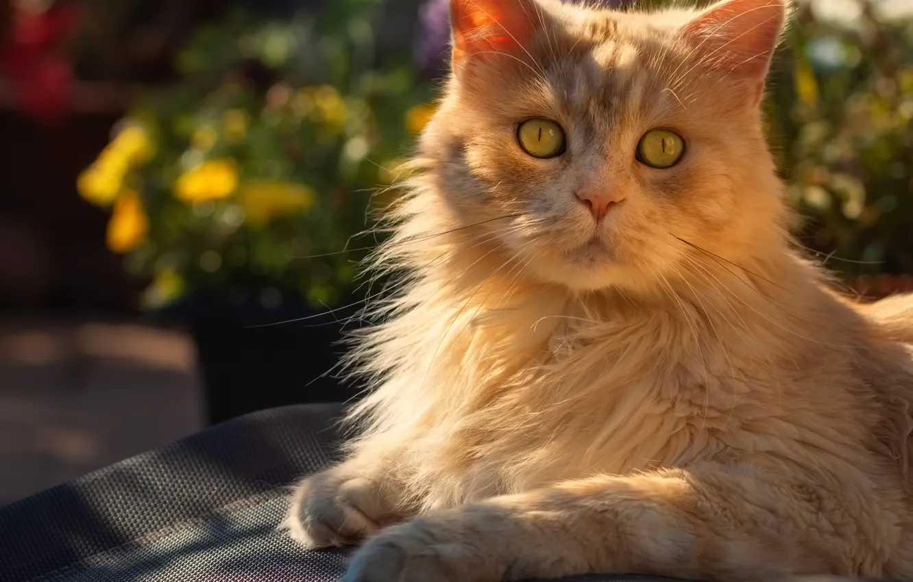 Фото обои кошка, взгляд, морда, свет, природа, рыжая