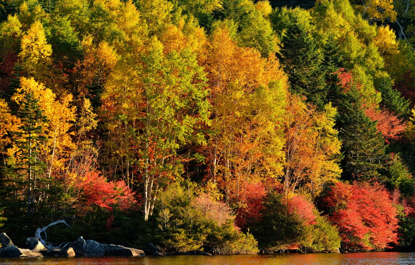 Фото обои осень, лес, деревья, озеро, река, склон